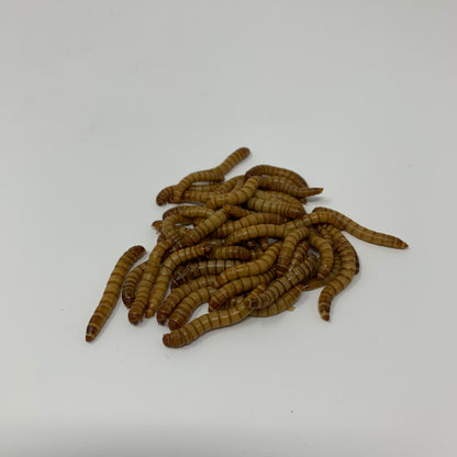 Live Superworms