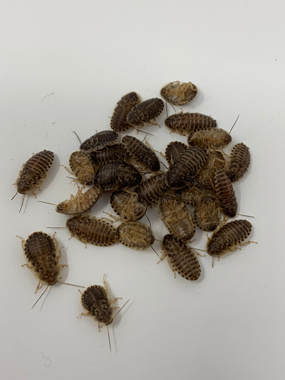 Live Dubia Roaches