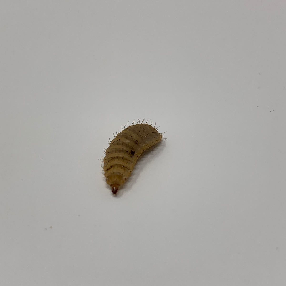 Live Black Soldier Fly Larvae