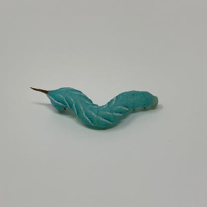 Live Hornworms