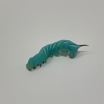 Live Hornworms