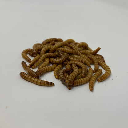 Live Medium Mealworms