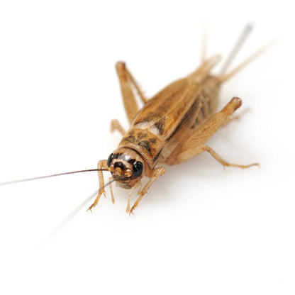 Freeze Dried Insect Medley
